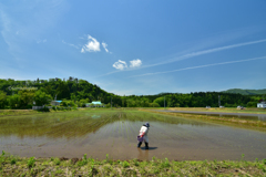 一人で田植え