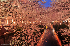 目黒川  夜桜
