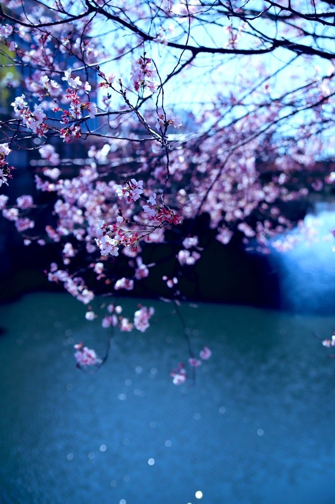 今年の桜ベスト