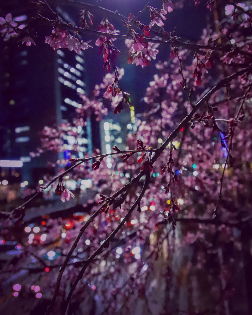 今年の桜ベスト