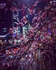 今年の桜ベスト