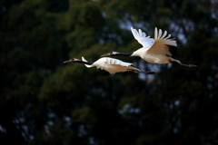 5A3鳥タンチョウA87X1383.JPGraw00tbbbbb