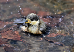 幼鳥?