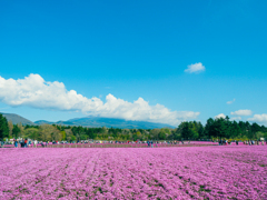 芝桜と富士(雲隠れ)