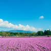 芝桜と富士(雲隠れ)