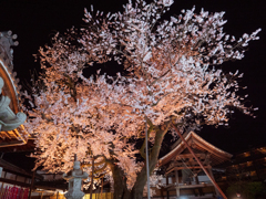 夜桜