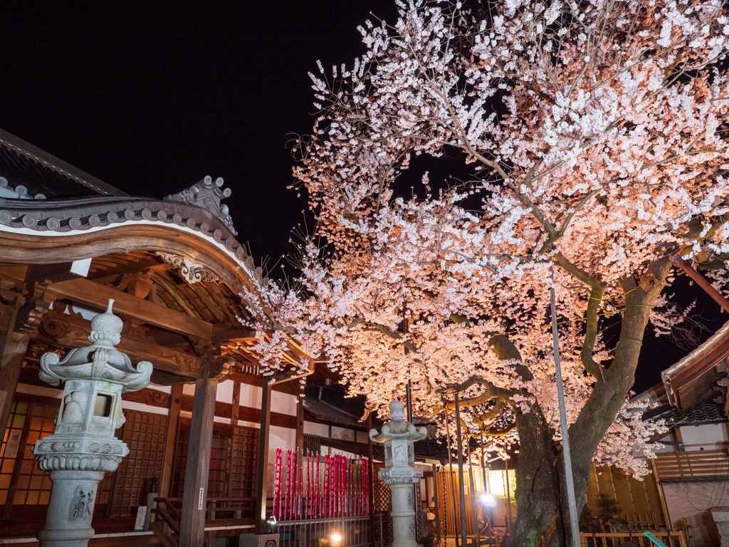 境内の夜桜