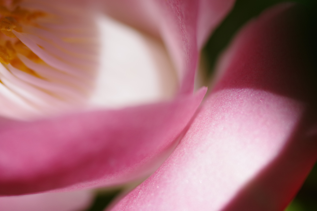 花弁