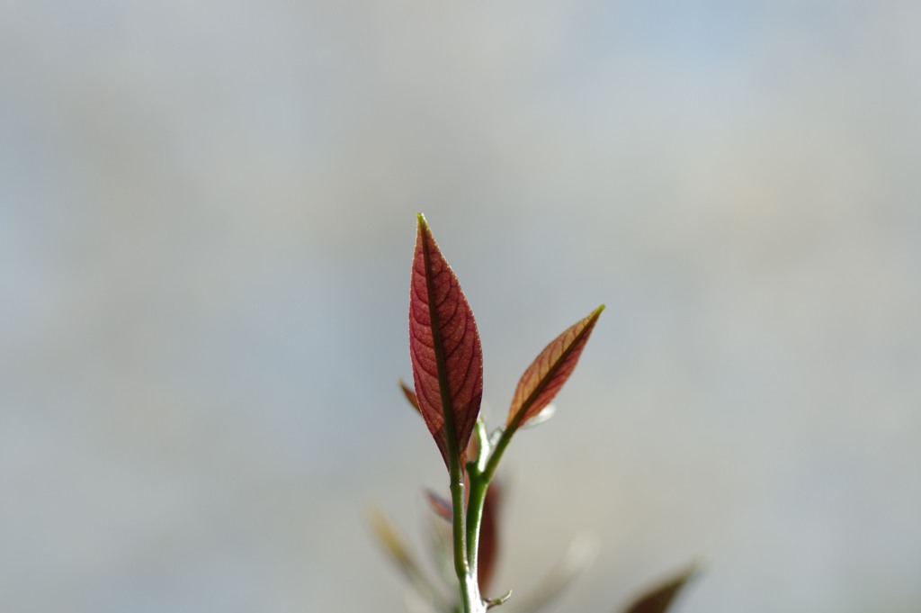 新芽