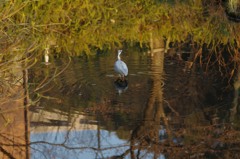 ごはんを求めて