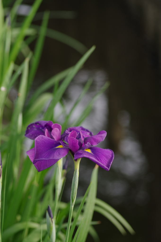花菖蒲①
