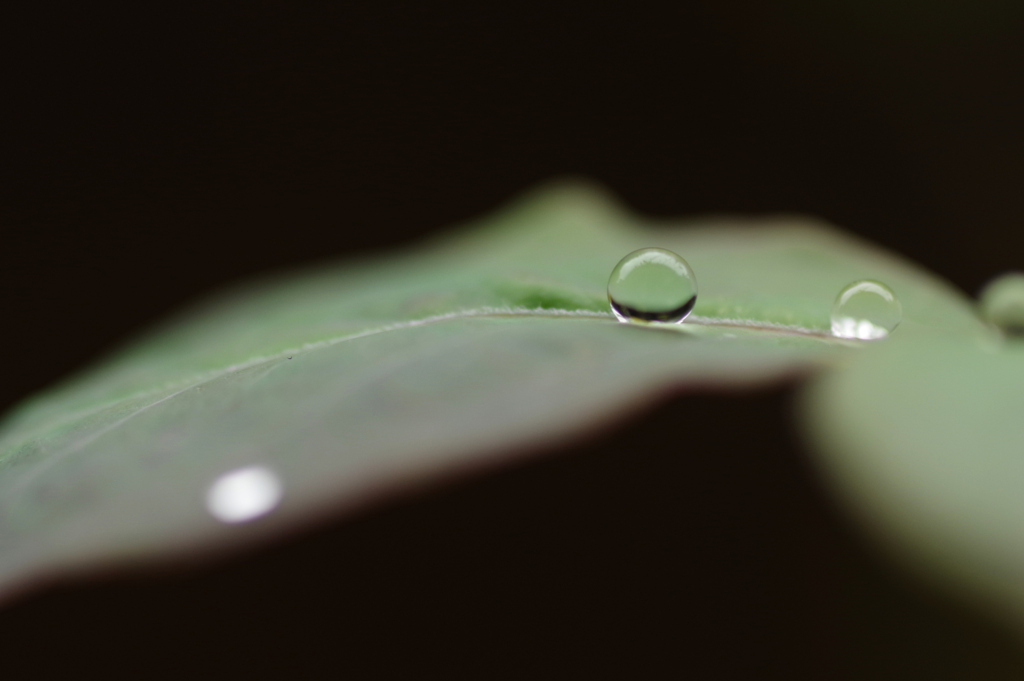 水玉