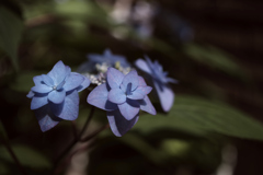 深山八重紫