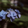 深山八重紫