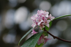 雨あがりの沈丁花