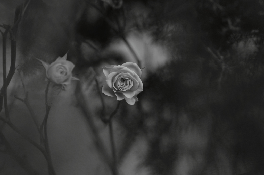 薔薇