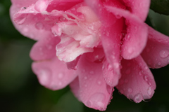 雨に打たれて