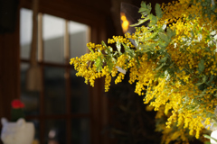 ミモザのある店