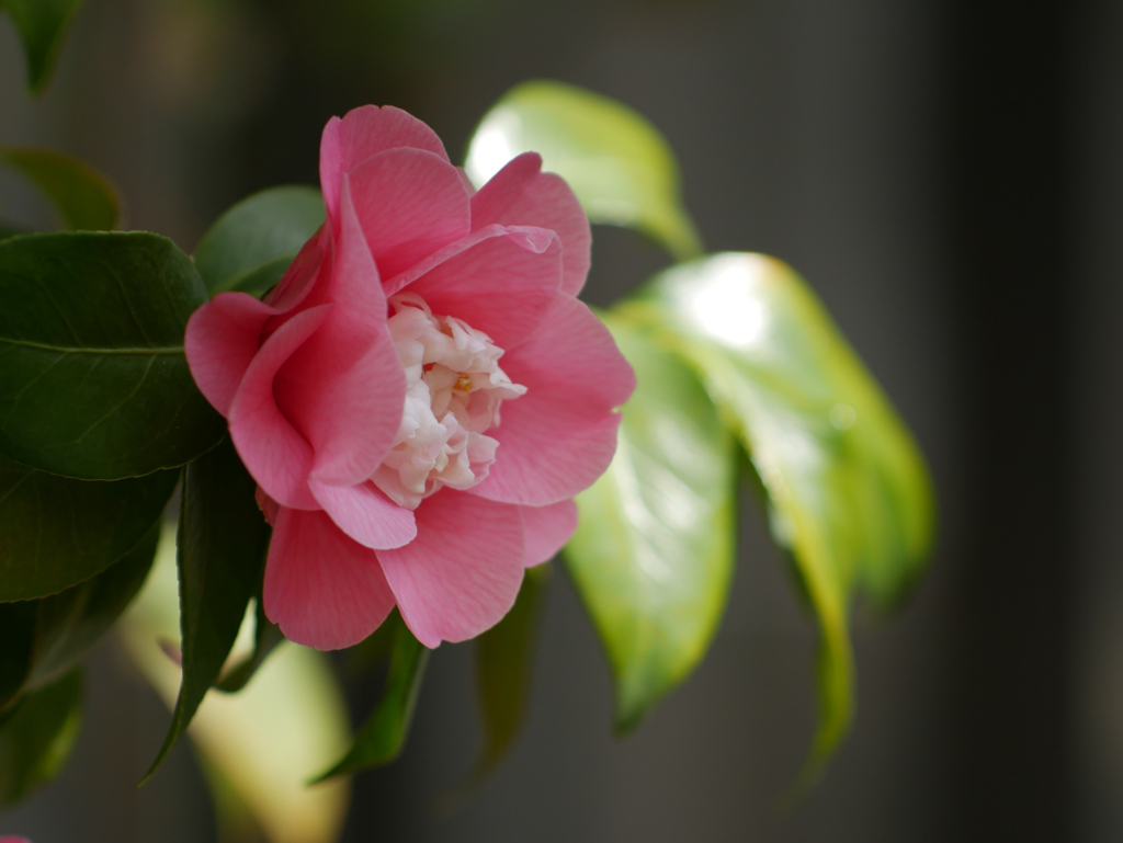 菱唐糸