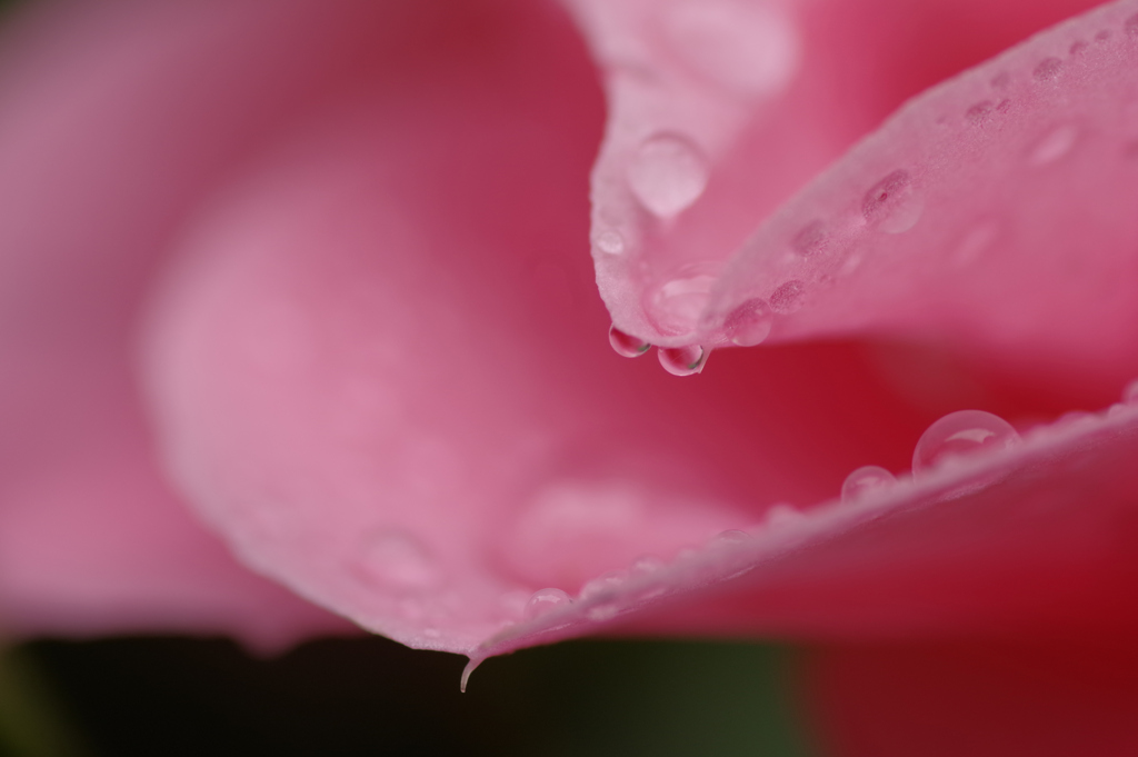 春の雨