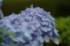 梅雨の花