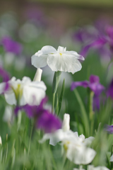 花菖蒲