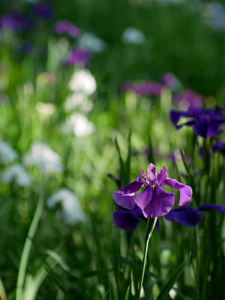 花菖蒲④