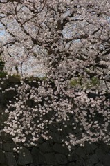 石垣の上の桜