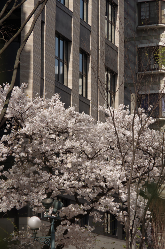 街角桜