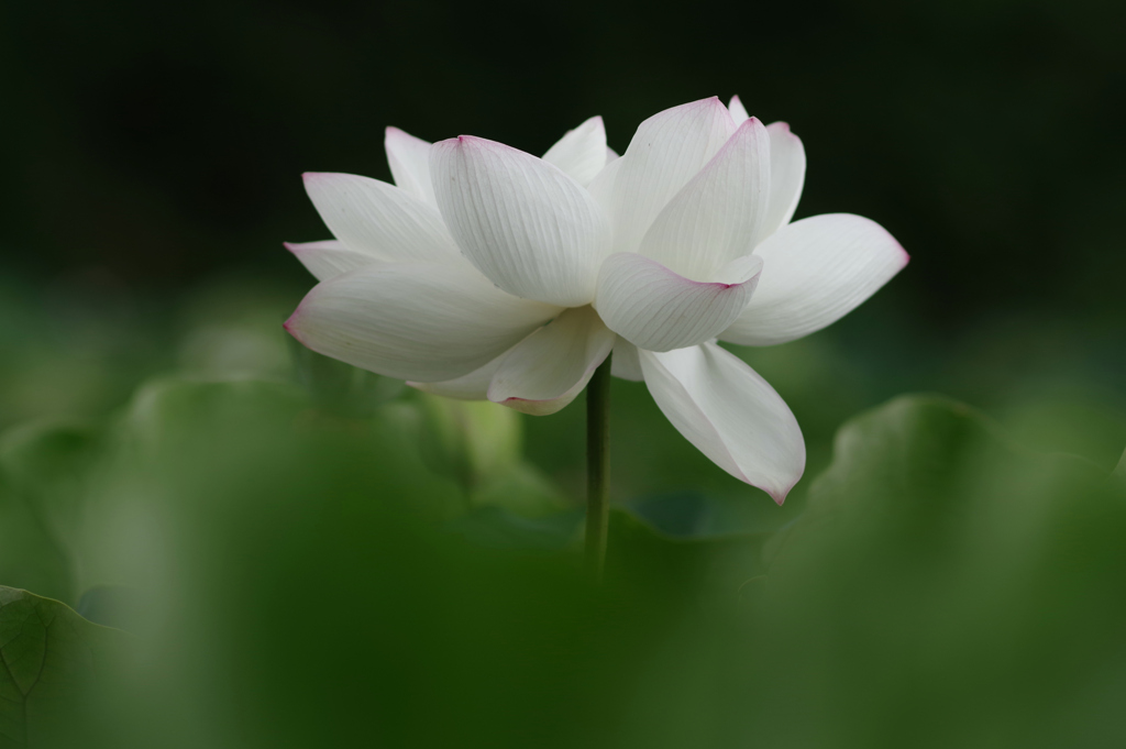 LOTUS