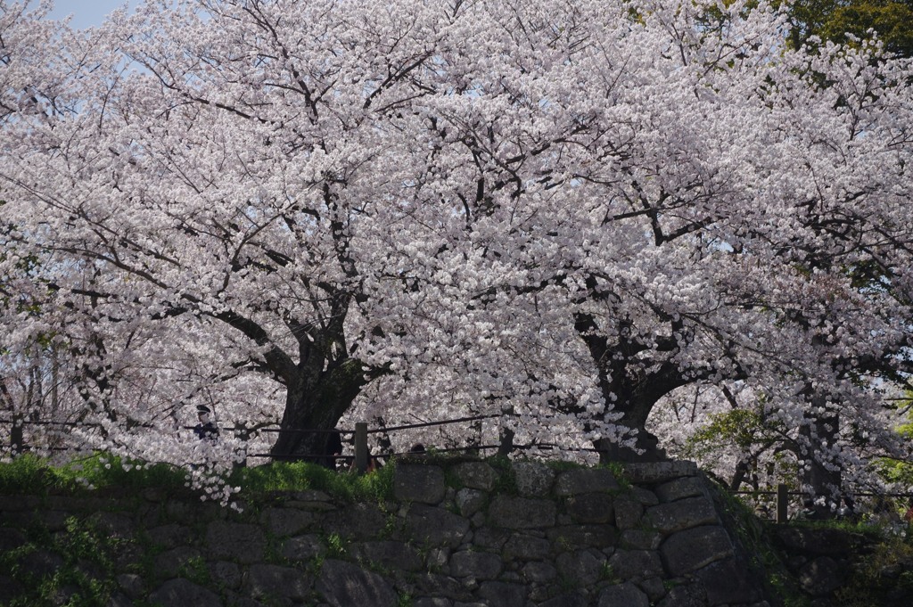 桜と石垣 ②