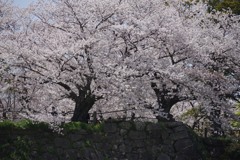 桜と石垣 ②