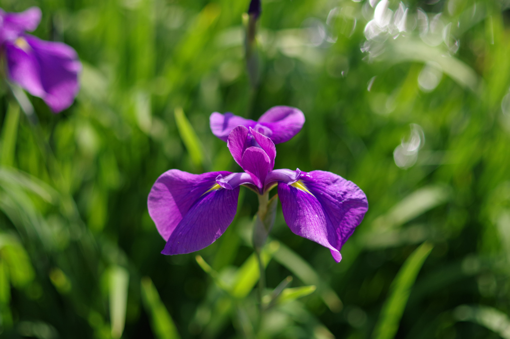 花菖蒲