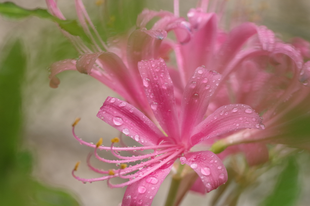 雨のリコリス