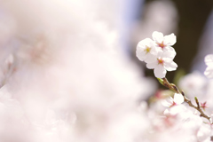 桜咲く