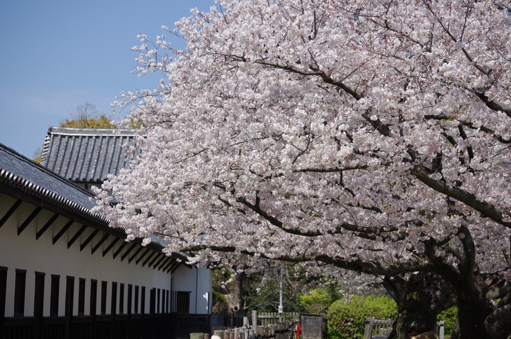 多聞櫓と桜 ①