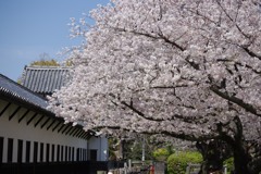 多聞櫓と桜 ①
