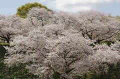 満開