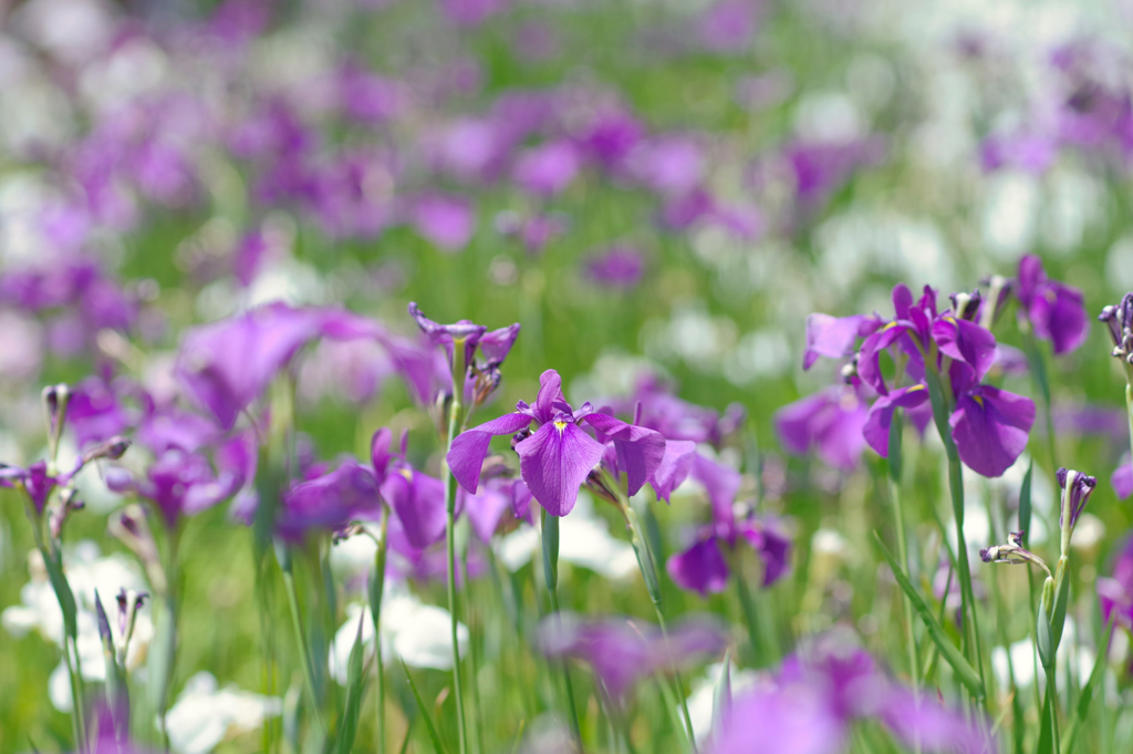 花菖蒲