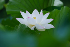 蓮華