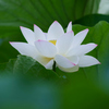 蓮華