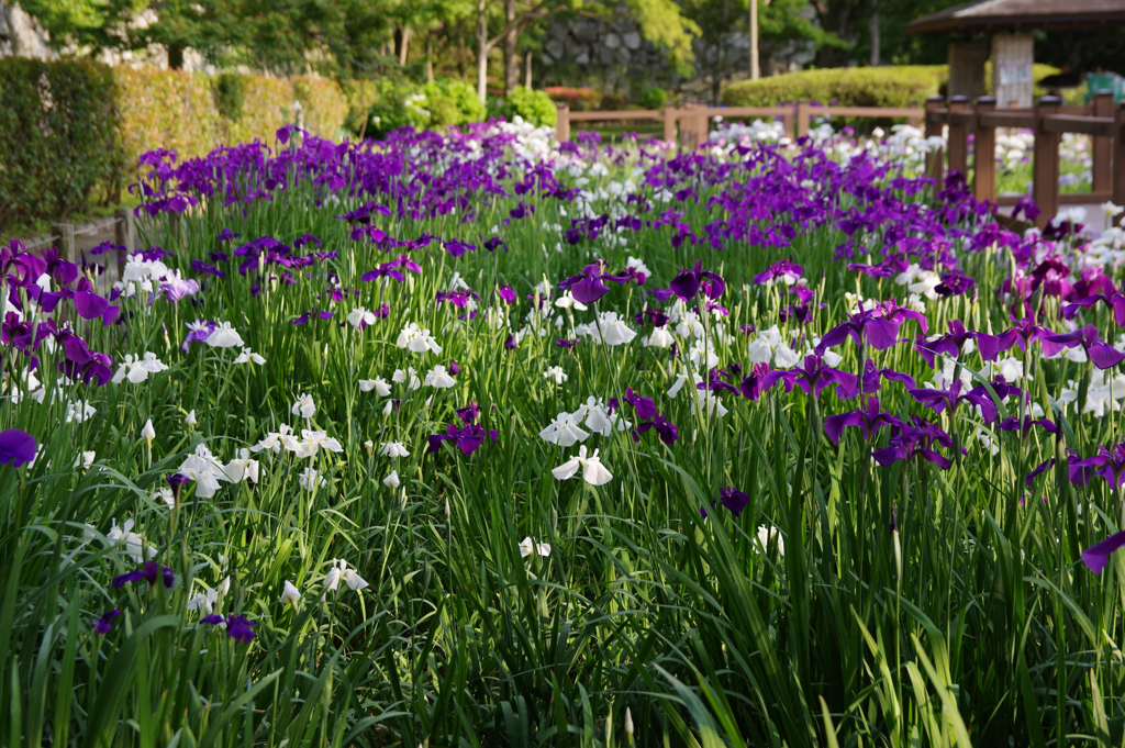 菖蒲園