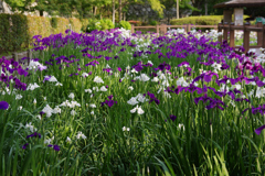 菖蒲園