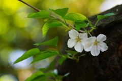 なごり桜