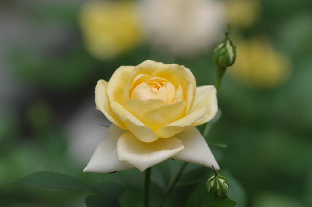 yerrow rose