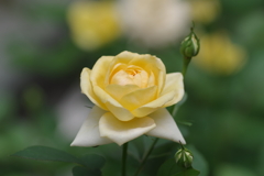 yerrow rose