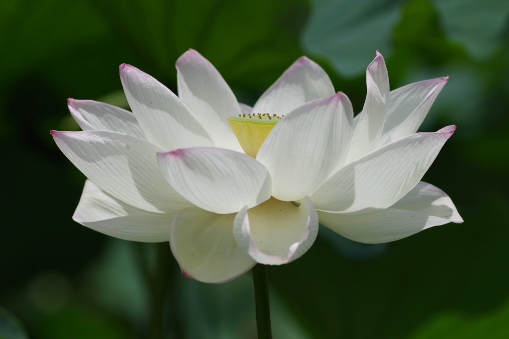 蓮の花