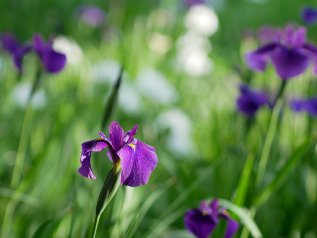 花菖蒲③