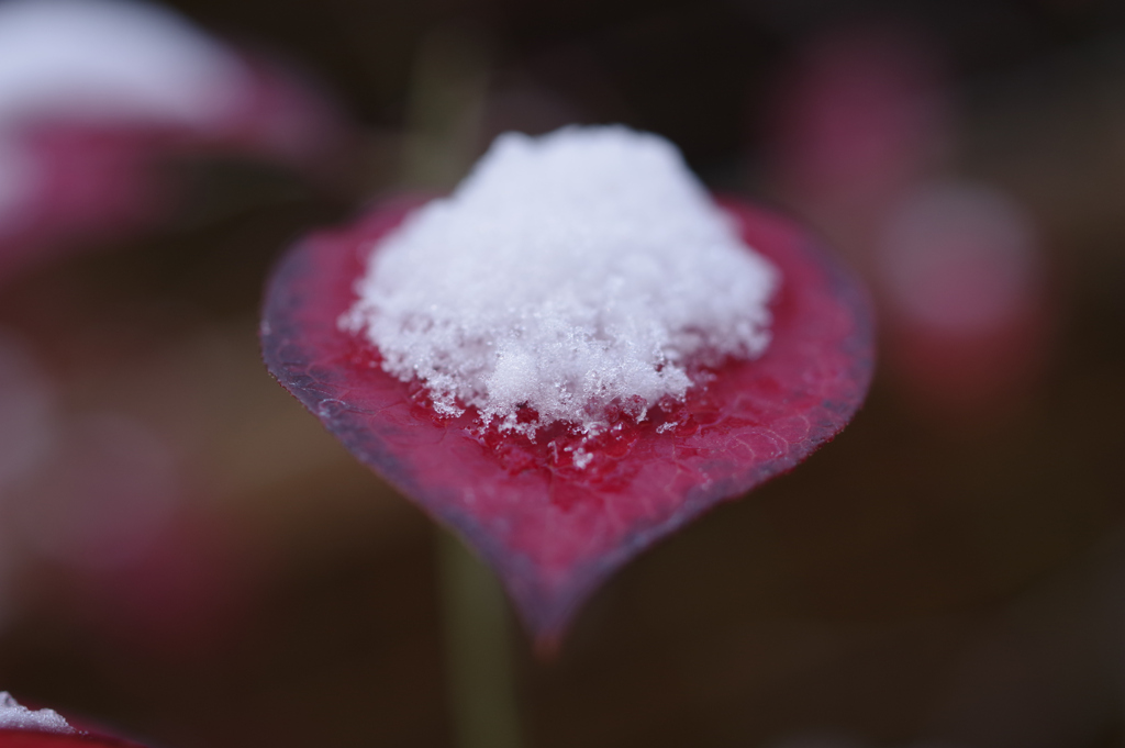 紅葉に雪