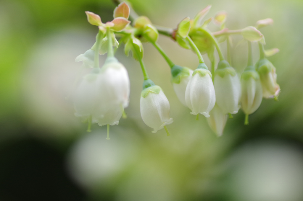 ブルーベリーの花